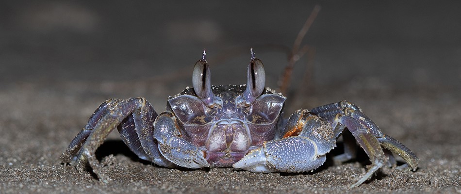 Intertidal Biodiversity of India · iNaturalist
Close-up image of a ghost crab observed during India's first Intertidal Bioblitz, emphasizing marine biodiversity and coastal conservation.