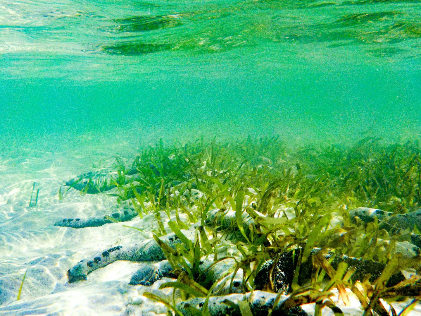 Struggle and Strife: Life in the Intertidal Zone | RoundGlass | Sustain
Underwater view of a vibrant seagrass bed in the intertidal zone, showcasing a vital marine habitat documented during India's Intertidal Bioblitz.