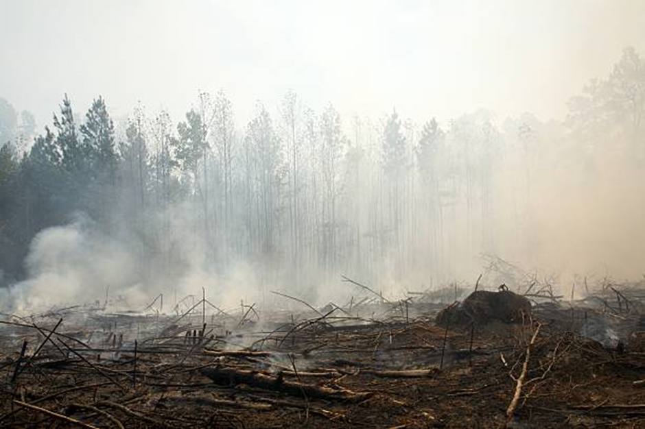 A charred forest with displaced wildlife