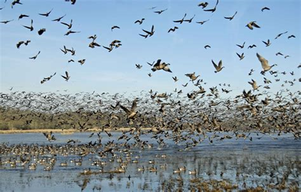 Mass migration in motion: A vast flock of birds takes flight over a wetland, showcasing the beauty and complexity of seasonal migration. Climate change is disrupting these natural patterns, putting many species at risk.