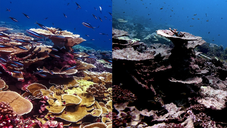 Before and After: The Devastating Impact of Coral Bleaching. Once vibrant and full of life, coral reefs are now turning into lifeless skeletons due to rising ocean temperatures and climate change. Urgent action is needed to protect these vital ecosystems.