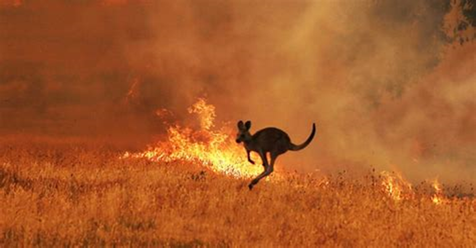 Wildlife in Peril: A kangaroo flees from raging wildfires, a stark reminder of the devastating impact of climate change. Rising global temperatures are fuelling more intense and frequent wildfires, displacing countless animals, and destroying ecosystems. Urgent action is needed to protect our planet’s biodiversity.