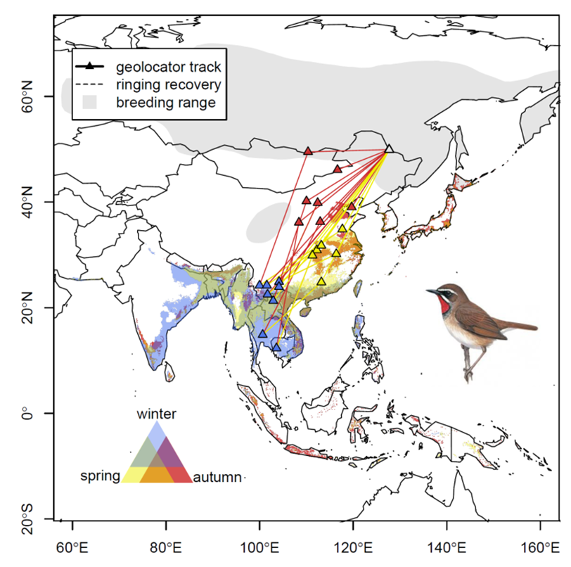 Mapping out the flightpaths of bird species affected by climate change, displaying breeding, hibernating and regular adventures right across Asia.