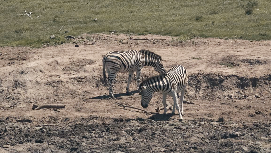Extensively spurred by climate change, droughts are causing these zebras, alongside an abundance of other animals, to encounter large difficulty in pinpointing water sources, thereby engendering habitat depletion and markedly elevated mortality rates. 