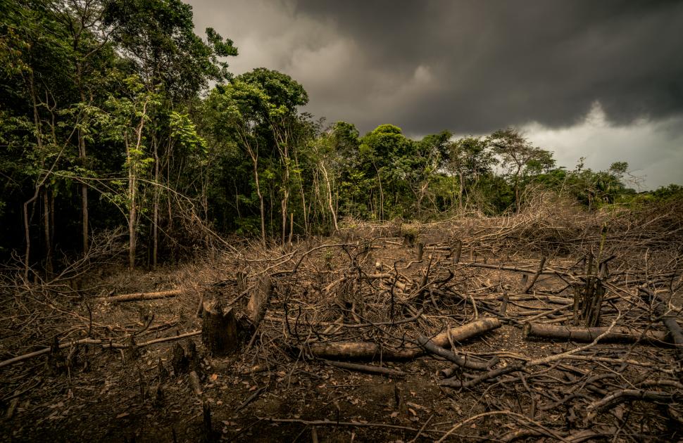 Learn the effects of deforestation | WWF