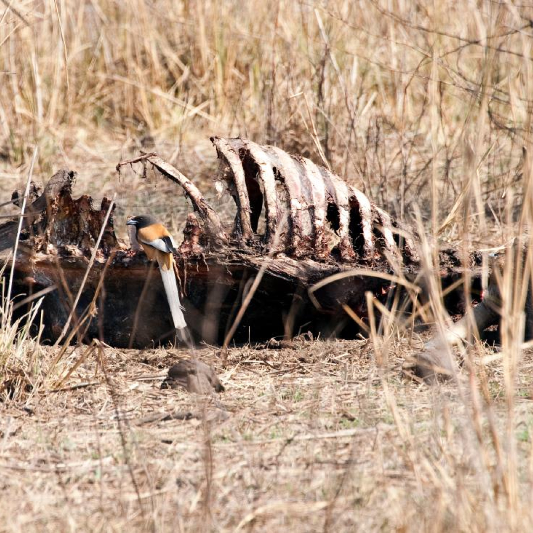 Biodiversity Loss in 2024: Can Renewable Energy Projects Provide a Balance?