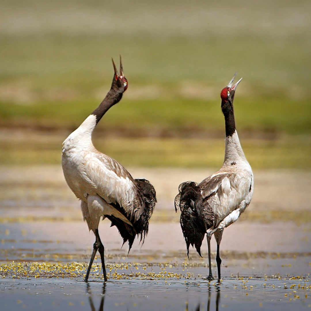 The Disappearing Wetlands: Protecting Vital Ecosystems with Renewable Energy Solutions