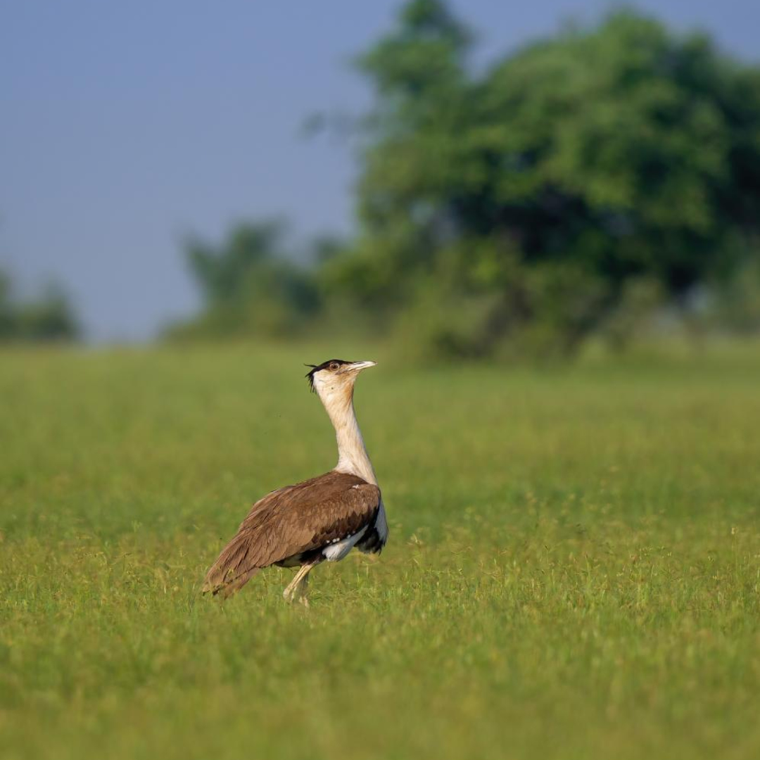 Great Indian Bustard, Renewable Energy & Corporate Responsibility: Balancing Biodiversity with Clean Energy Expansion in India