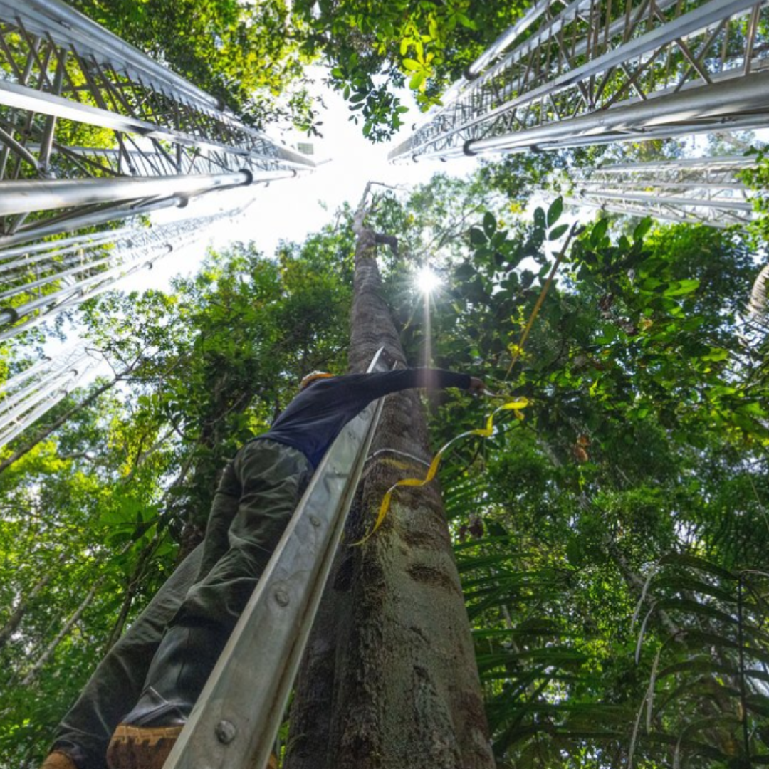 How Scientists Are Fast-Forwarding the Amazon to 2050
