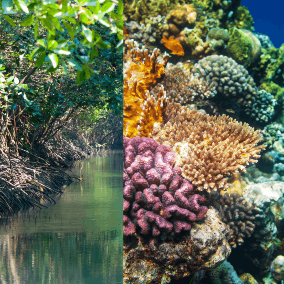 Where Reefs Rise and Roots Take Hold: Tamil Nadu’s Restoration Revolution