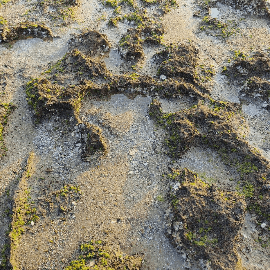 Exploring the Intertidal Zone: The Hidden World Between Tides 