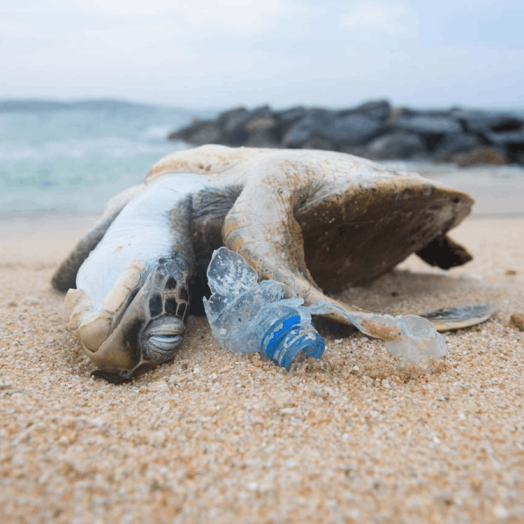 Losing Wildlife to Climate Change: What You Need to Know and How to Take Action