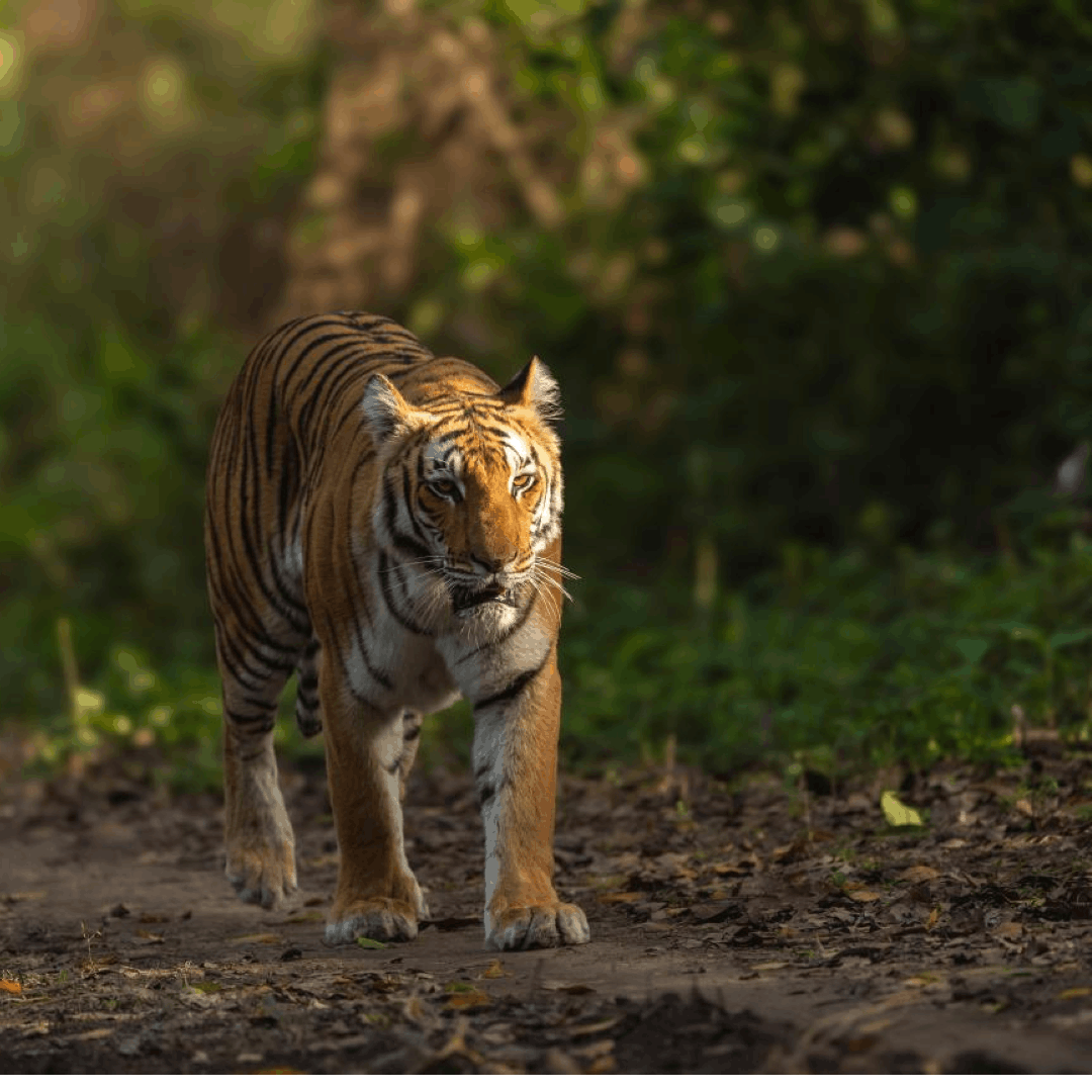Shocking Truth: Climate Change Is Pushing India’s Most Iconic Species to The Edge