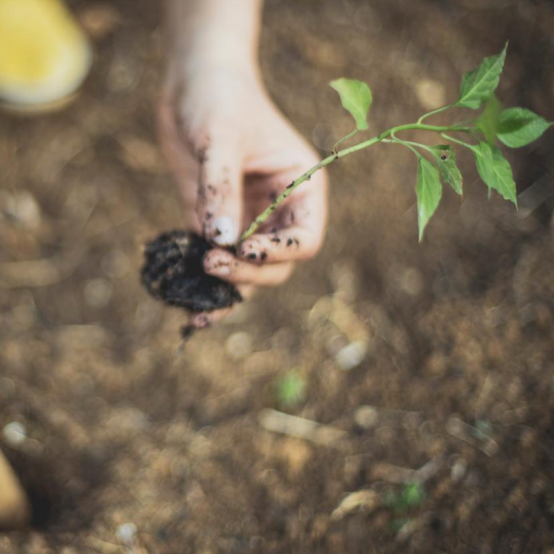 Why Saving Forests Is Our Most Urgent Climate Solution
