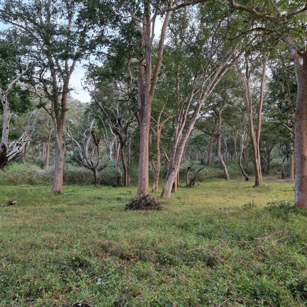 Water Scarcity at the Mudumalai Tiger Reserve